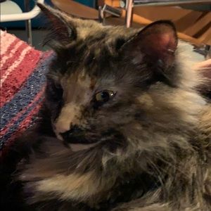 Meet your Posher, Liz